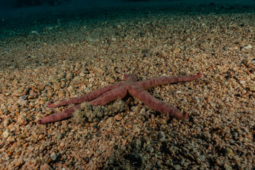 Starfish On the seabed in the Red Sea, eilat israel