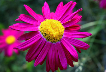 Obraz premium purple flower garden