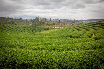 Fototapeta na wymiar Tea plantations Choui Fong in Chiang Rai