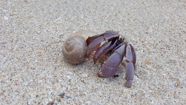 4K closeup clip of big hermit crab on sand beach crawling back to shell