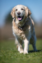 happy dog ​​has a great time