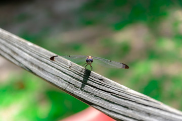 insecto