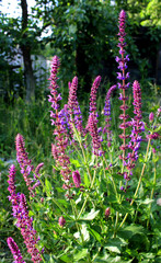 Obraz premium salvia sun garden