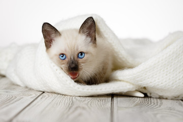 Cute kittens on a wooden white background in a cozy blanket. Fluffy kitty.