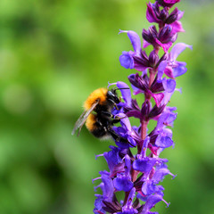 bumblebee flower sage garden