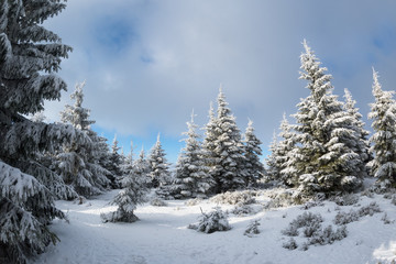 Frozen Trees, Fresh Snow In Beskydy Mountains, Travny peak, Czech Republic