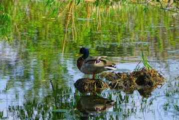 color drake stands on a mound in the water of the lake