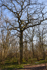 Big oak tree by early springtime