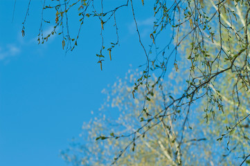 Birch catkins with pollen
