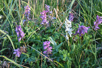 Beautiful blossom Hollow Roots flowers