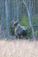 elk in the forest