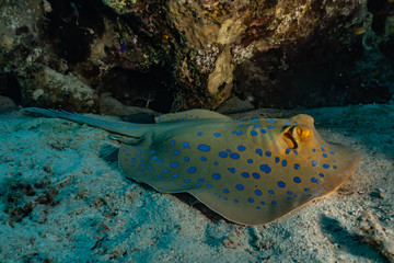 Fototapeta premium Blue spotted stingray On the seabed in the Red Sea