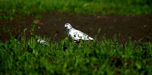 bird