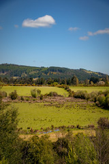 Fototapeta na wymiar Praderas de campo de la region de la Arucania con horizontes azules y muy verdes