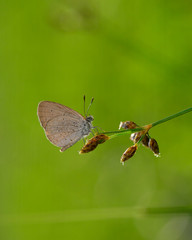 Beauty Macro Image Shot wildflower and insects photos