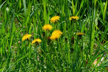 yellow dandelions among green grass in a field