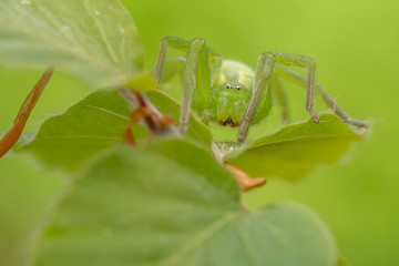 Green huntsman spider, Micrommata virescens camouflaged on leaf, in Czech Republic