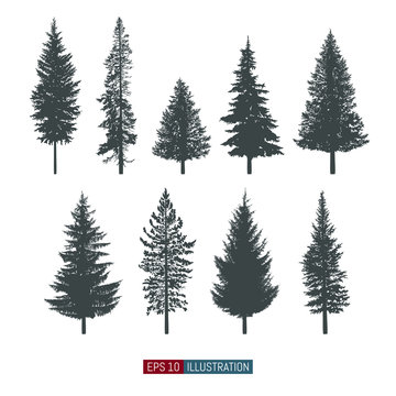 Coniferous tree isolated silhouettes set. Pine tree and fir tree flat icons. Elements for your design works. Vector illustration.