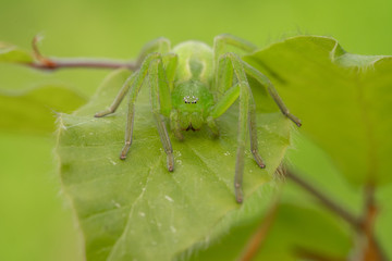 Green huntsman spider, Micrommata virescens camouflaged on leaf, in Czech Republic