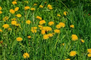 Obraz premium a lot of yellow dandelions among the green grass in the field