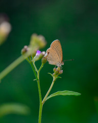 Beauty Macro Image Shot wildflower and insects photos