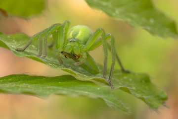 Green huntsman spider, Micrommata virescens camouflaged on leaf, in Czech Republic