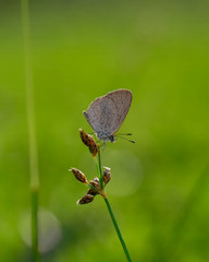 Beauty Macro Image Shot wildflower and insects photos