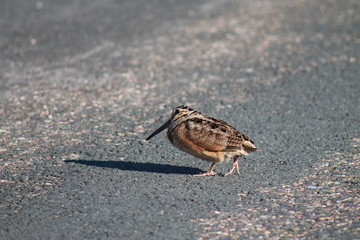 duck on beach