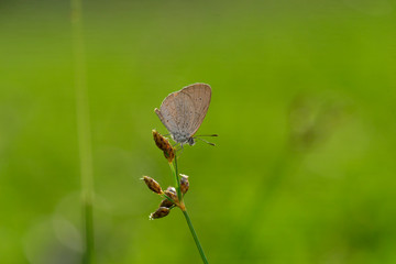Beauty Macro Image Shot wildflower and insects photos