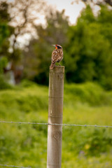  Gorrion Ave entre naturaleza y flores