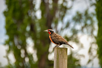 Ave entre naturaleza y flores