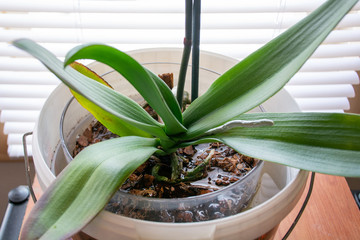 Watering the Phalaenopsis Orchid by put flower pot in deep water in a bigger bowl. Botanical and...