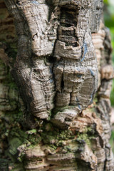 background of natural rough bark tree trunk