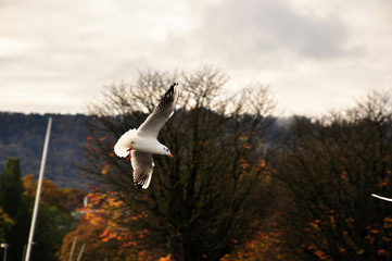 Fototapeta premium Vol de l'oiseau