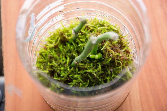 Baby Phalaenopsis Orchids grow in a transparent bowl with moss. Keiki orchid reproduction at home. Botanical and house flowers concept. Close up, blurred motion and selective focus