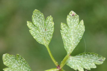 Ochropsora ariae on green leaf of Anemone nemorosa or Wood anemone