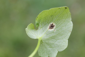 Uromyces ficariae on green leaf of Ficaria verna (syn. Ranunculus ficaria) or Lesser celandine