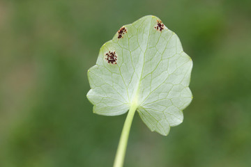 Uromyces ficariae on green leaf of Ficaria verna (syn. Ranunculus ficaria) or Lesser celandine