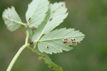 Puccinia aegopodii on green leaf of Aegopodium podagraria or Ground elder