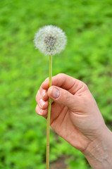 small dandelion plant in hand on background
