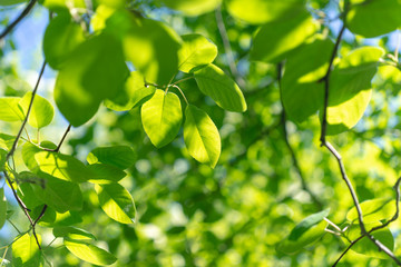 Green leaves on branches in the spring