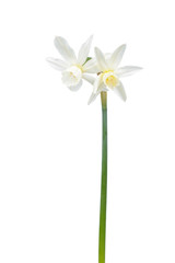 White flowers of Daffodil (Narcissus) isolated on white background. Cultivar Thalia from Triandrus Daffodil Group