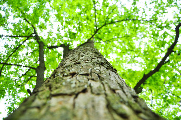Fototapeta premium tall tree with green leaves