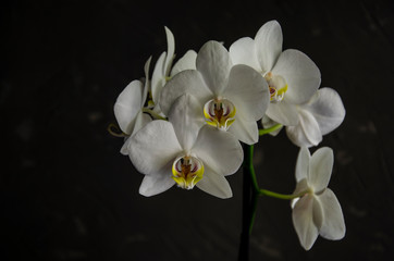 Naklejka na ściany i meble White orchid flowers on dark cement background.