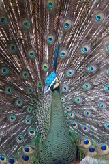 Fototapeta premium PeacockLook