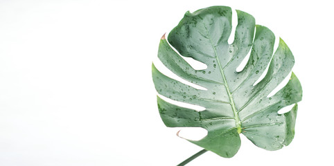 Philodendron,green leaf of a plant isolated on a white background