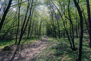 Fototapeta premium Hiking path in the Pilis