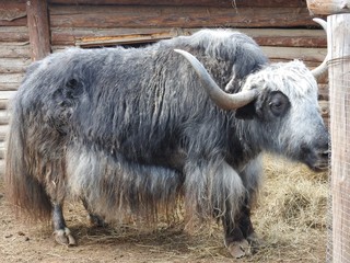 Portrait of mongolian yak behind the wooden fence. Close-up view. Rural scene.