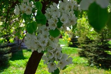 Flowering branch of pear. blooming spring garden. Flowers pear close-up. Blurred background. Pear blossom in early spring