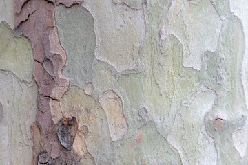Rauhe Baumrinde bildet einen schönen natürlichen und ökologisch nachhaltigen Hintergrund